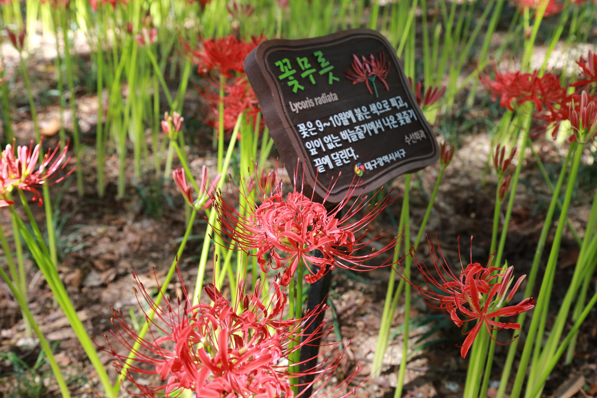 그린웨이 꽃무릇 만개 (9.14 그린웨이) 5