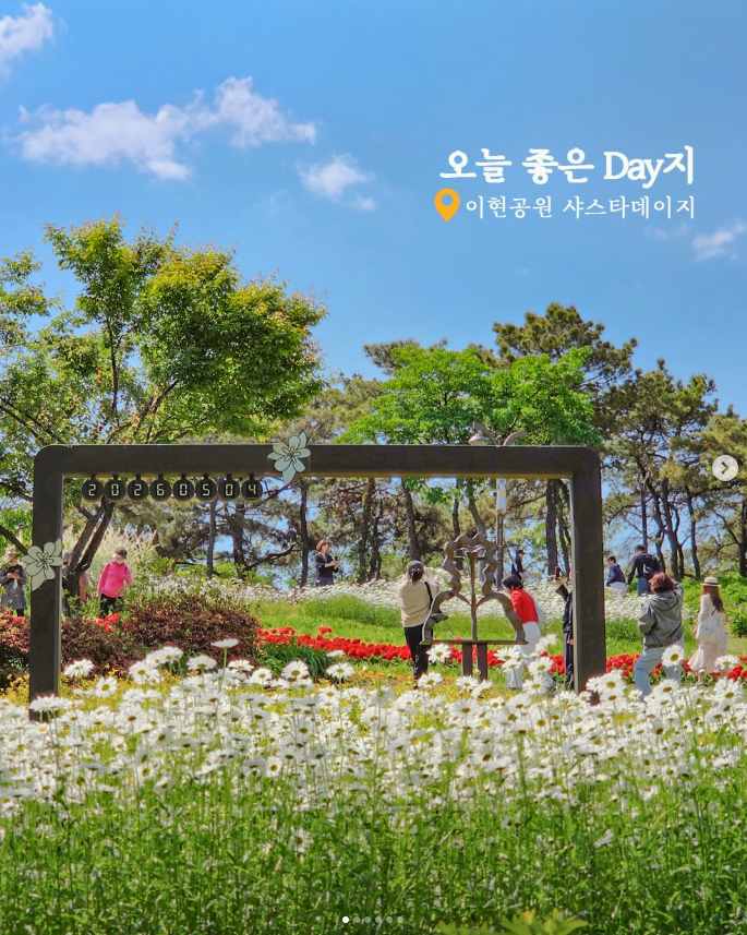 이현공원 샤스타데이지